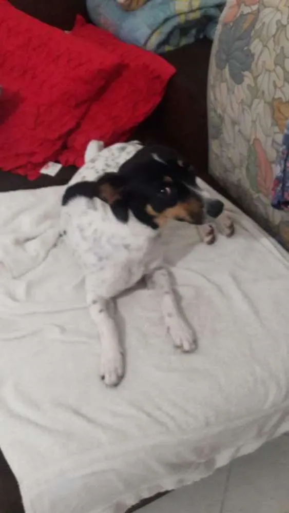Cachorro ra a Srd idade  nome Malhada