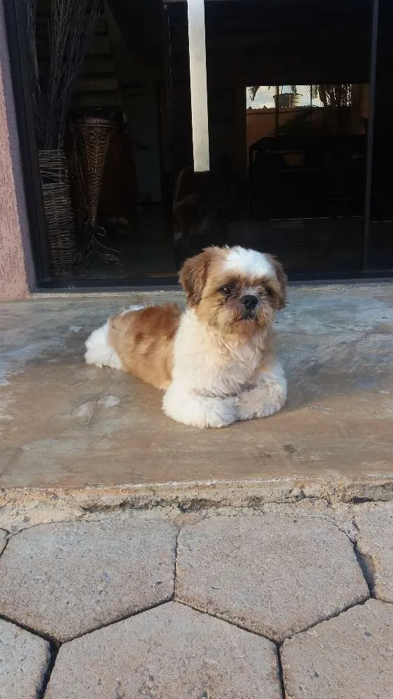 Cachorro ra a Shitzu  idade 6 ou mais anos nome Não sei
