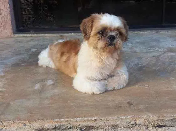 Cachorro ra a Shitzu  idade 6 ou mais anos nome Não sei