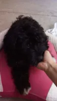 Lolita