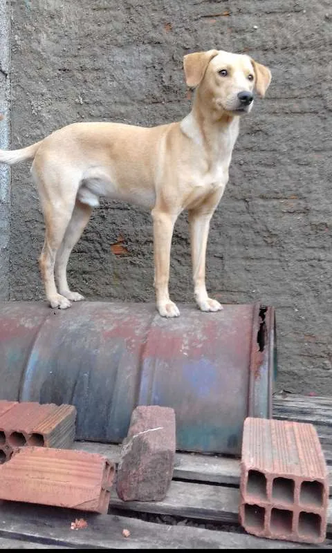 Cachorro ra a Labrador com viralata idade 1 ano nome amarelo