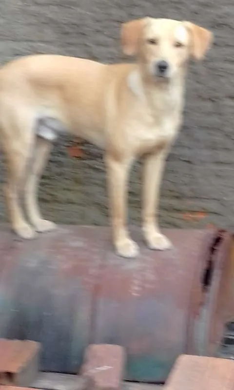 Cachorro ra a Labrador com viralata idade 1 ano nome amarelo