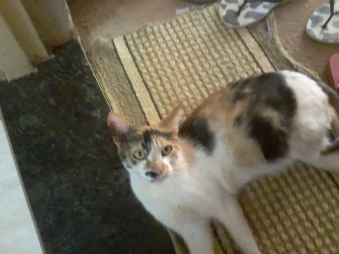 Gato ra a Não identificada idade 1 ano nome Clarinha