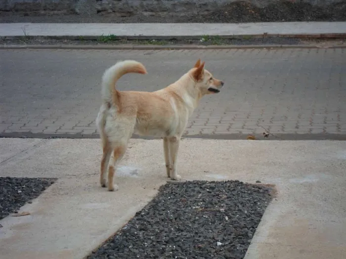 Cachorro ra a akita idade 1 ano nome medley