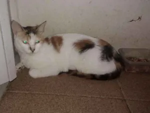 Gato raça Srd idade 2 a 6 meses nome Branquinha