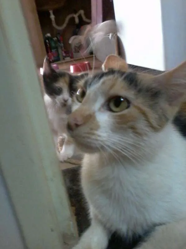 Gato ra a Não identificada idade 1 ano nome Clarinha