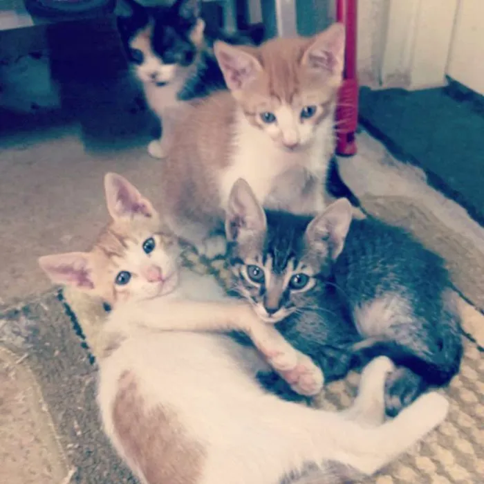 Gato ra a Não identificada idade Abaixo de 2 meses nome Filhotes para adoção