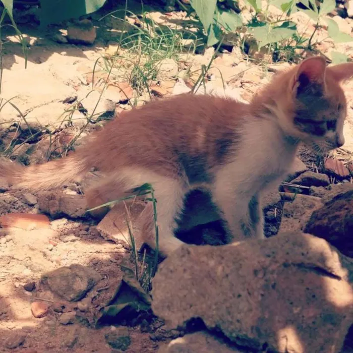 Gato ra a Não identificada idade Abaixo de 2 meses nome Filhotes para adoção