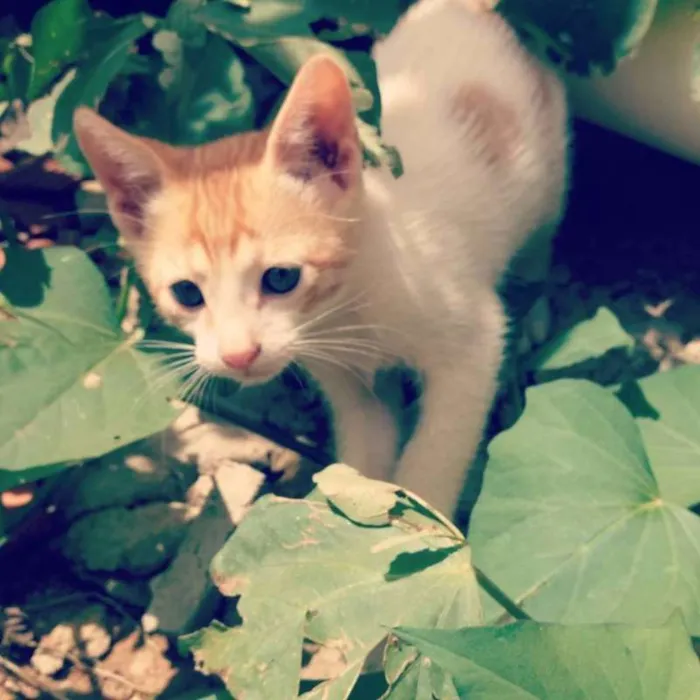 Gato ra a Não identificada idade Abaixo de 2 meses nome Filhotes para adoção