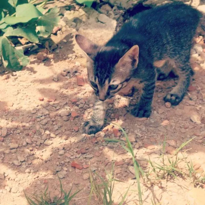 Gato ra a Não identificada idade Abaixo de 2 meses nome Filhotes para adoção
