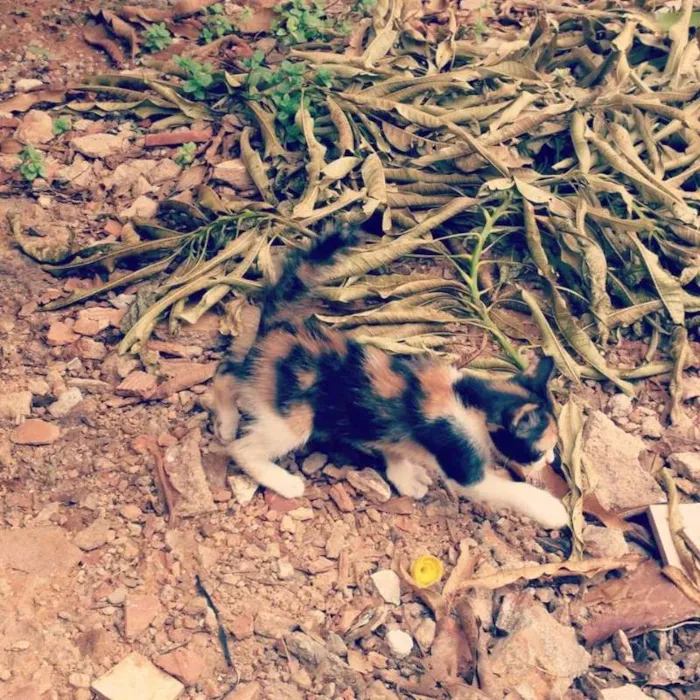 Gato ra a Não identificada idade Abaixo de 2 meses nome Filhotes para adoção