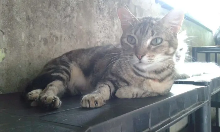 Gato ra a Srd idade 7 a 11 meses nome Lana