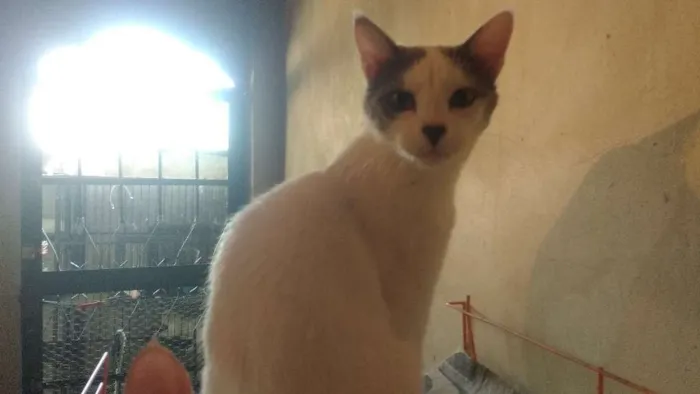 Gato ra a Srd idade 7 a 11 meses nome Nick