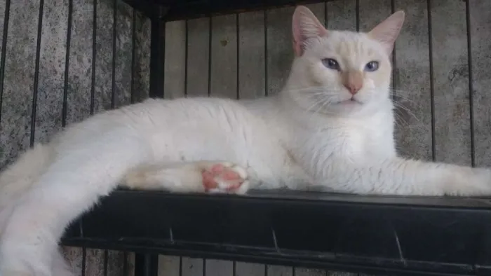 Gato ra a Srd idade 1 ano nome Chayene