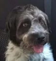 BOB