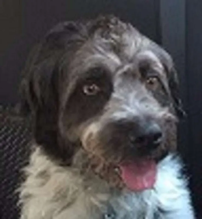Cachorro ra a SRD idade 3 anos nome BOB