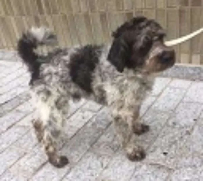 Cachorro ra a SRD idade 3 anos nome BOB