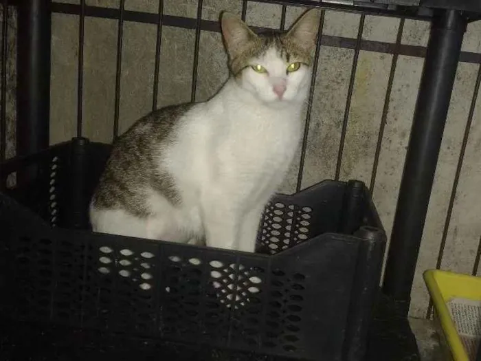 Gato ra a Srd idade 2 a 6 meses nome Loty