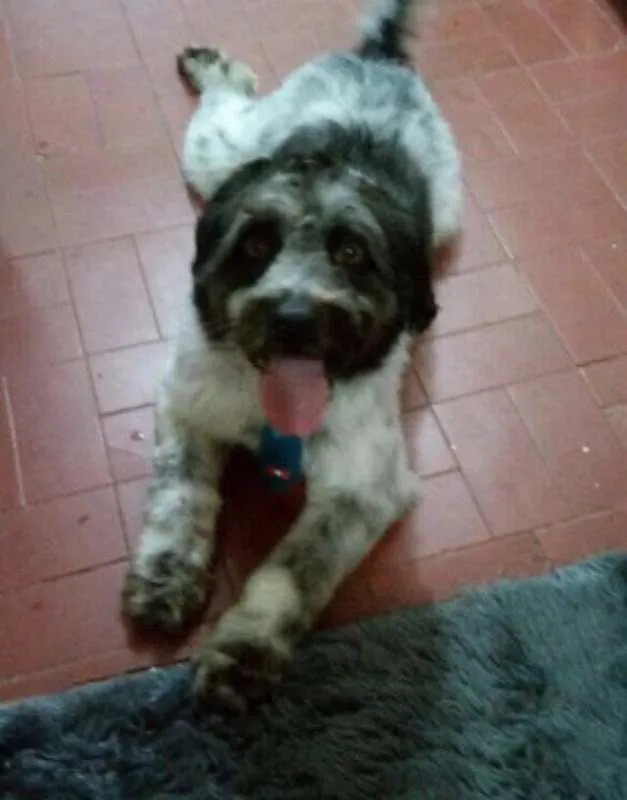 Cachorro ra a SRD idade 3 anos nome BOB