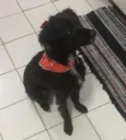 Laika