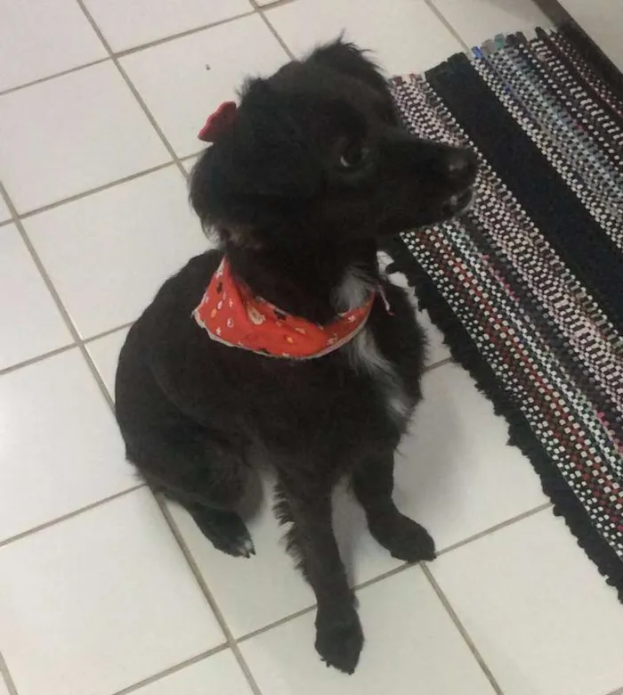 Cachorro ra a Vira-lata idade 4 anos nome Laika