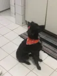 Laika