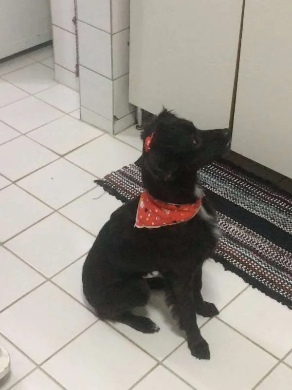 Cachorro ra a Vira-lata idade 4 anos nome Laika