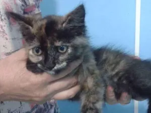 Gato raça Srd idade 2 a 6 meses nome Vick