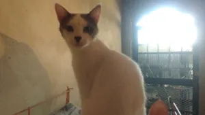 Gato raça Srd idade 2 a 6 meses nome Tigrinho