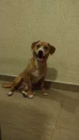 CARAMELO
