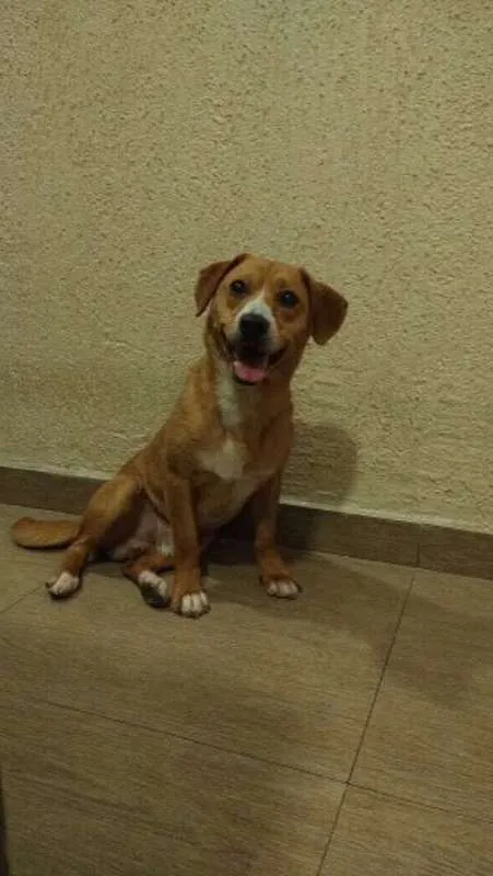 Cachorro ra a SRD idade  nome CARAMELO