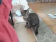 Tigrinho