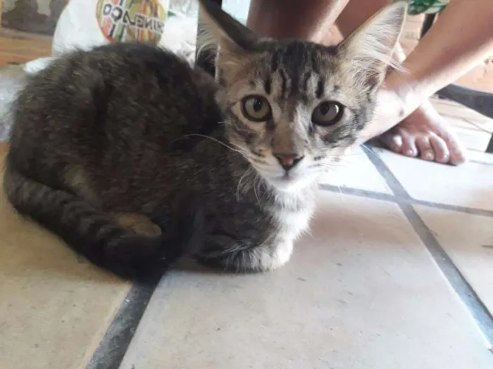 Gato ra a Srd idade 2 a 6 meses nome Tigrinho