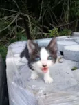 Gatinha
