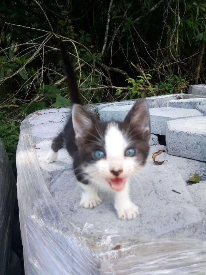 Gato ra a SRD idade Abaixo de 2 meses nome Gatinha