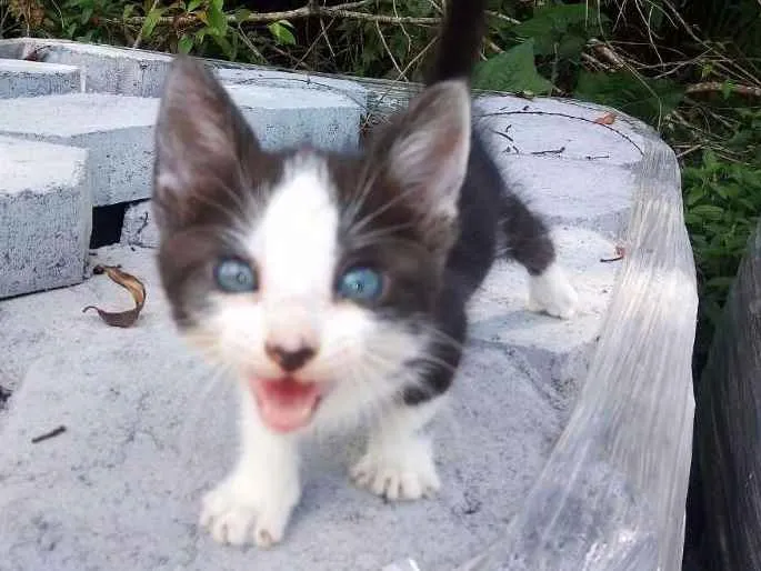Gato ra a SRD idade Abaixo de 2 meses nome Gatinha