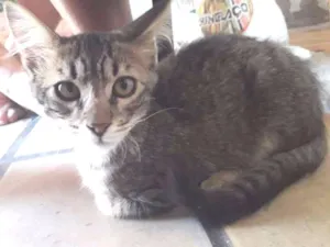 Gato raça Srd idade 2 a 6 meses nome Tigrinho