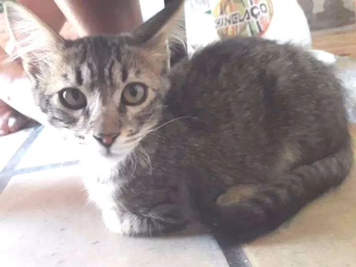 Gato ra a Srd idade 2 a 6 meses nome Tigrinho