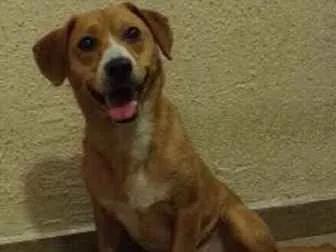 Cachorro ra a SRD idade  nome CARAMELO