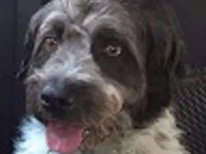 Cachorro raça SRD idade 3 anos nome BOB
