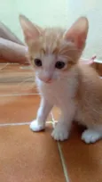 Joe