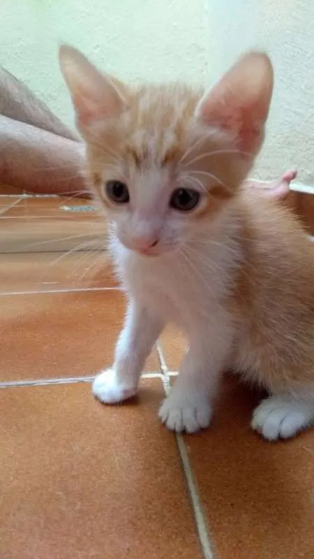 Gato raça SRD idade 2 a 6 meses nome Joe