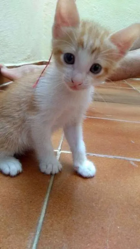 Gato raça SRD idade 2 a 6 meses nome Joe