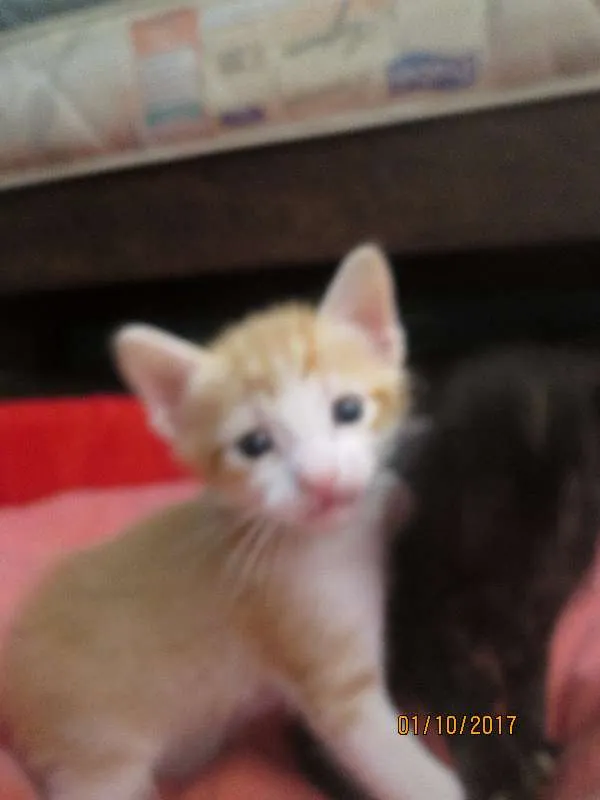 Gato raça SRD idade 2 a 6 meses nome Joe