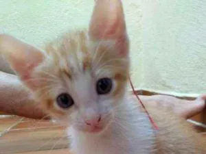 Gato raça SRD idade 2 a 6 meses nome Joe