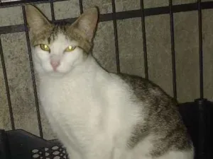 Gato raça Srd idade 2 a 6 meses nome Loty