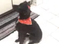 Laika