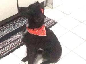 Cachorro raça Vira-lata idade 4 anos nome Laika