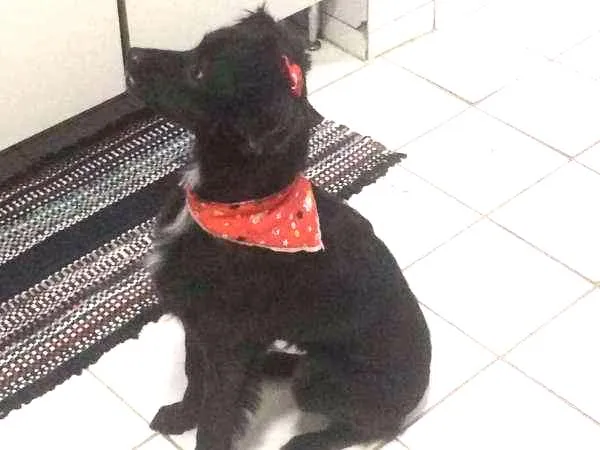 Cachorro ra a Vira-lata idade 4 anos nome Laika