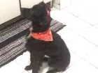 Cachorro raça Vira-lata idade 4 anos nome Laika